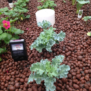 Aquaponics Fish & Plants
