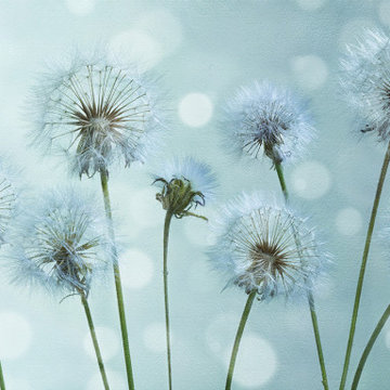 Morning Dandelions wall mural