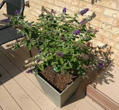 New Utah Gardener Buddleia Butterfly Bush Waterwise Shrub For