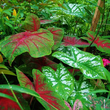 Landscape Design Miami- Deb's Certified Wildlife Habitat
