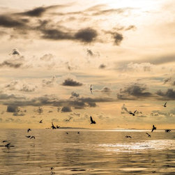 Fishing Birds by Joel Coleman - Photographs
