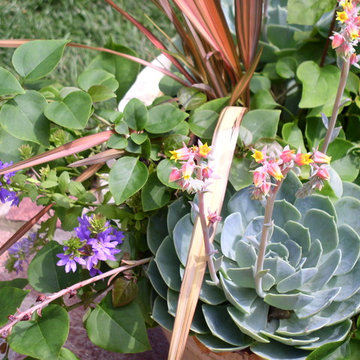 Container Gardens
