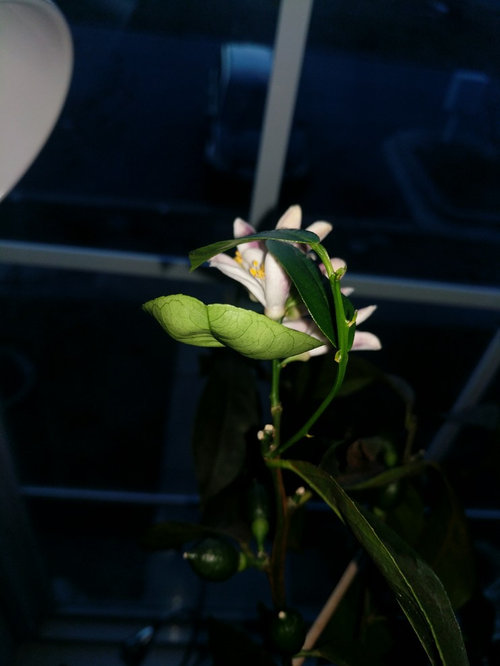 New Growth on my Meyers Lemon Tree Wilting Before Watering