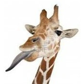Anna McLaughlin's photo