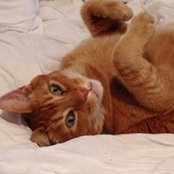 Camryn Manheim's photo