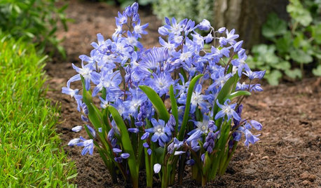 Conseils de pro pour photographier les fleurs de votre jardin