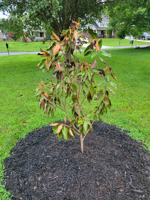 Dying Magnolia tree