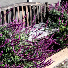 Castle house: landscaping