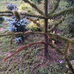 Brown lower branches and needles on Monkey Puzzle Tree