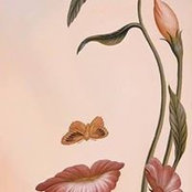 Mara Tabasco's photo