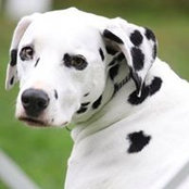 Diane Sparks's photo