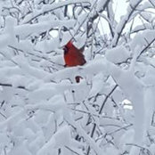 John Rapp's photo