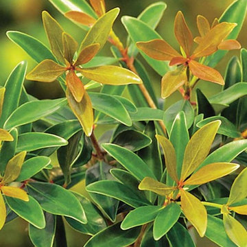 Bronze Beauty™ Cleyera Cleyera japonica 'Conthery' PP#11735