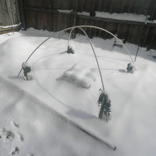 2015 Garden Pictures
