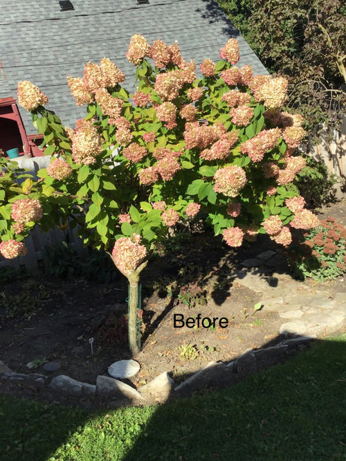 do you cut back hydrangeas        <h3 class=