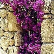 بدور احمدs foto