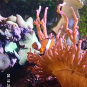 Amanda Burco's photo
