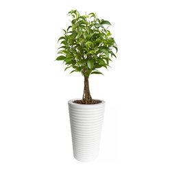 Patio Planters - Products