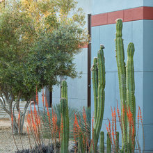 Succulents & cacti