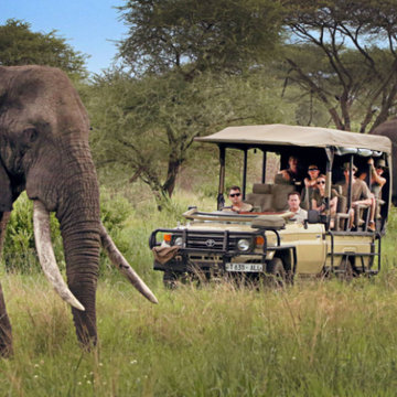 Top Safari Destinations to Visit in Tanzania