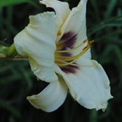 Lily Pleasant's photo