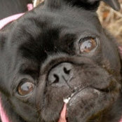 Luvs Pugs's photo