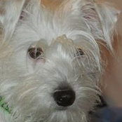Michelle Copass's photo