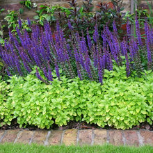 cynthia_saxl's ideas