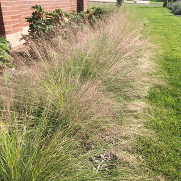 North wall one year after planting