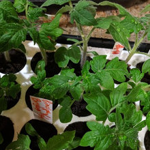 Tomato Seedlings 2019