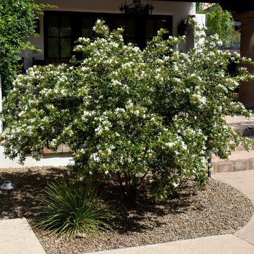 Southwestern Plants