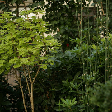 Jardins d'ombre