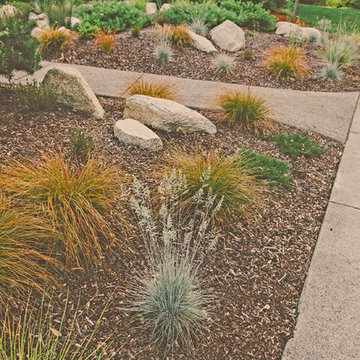 Drought Tolerant Grasses