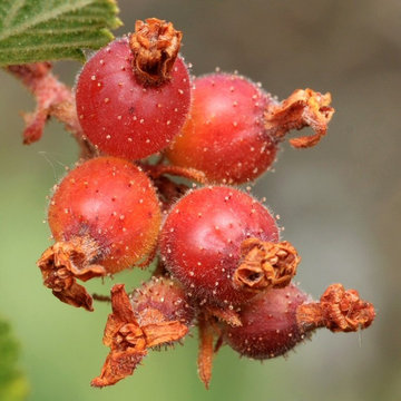 Ribes malvaceum nearly ripe berries