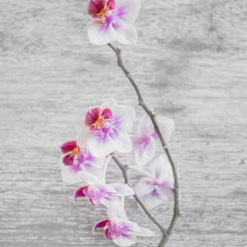 Keeping Orchids Alive: The 3 MUST DO’S To Survive
