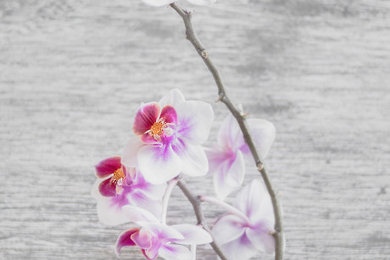 Keeping Orchids Alive: The 3 MUST DO’S To Survive