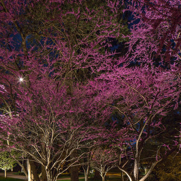 Tree Lighting
