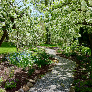 Apple Tree Allee - spring