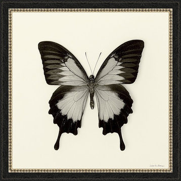 Butterfly III BW Framed Fine Art Paper Print With Glass