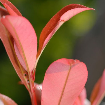 Plant Combonations