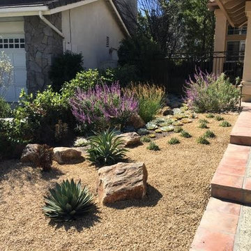 Succulent Excitement
