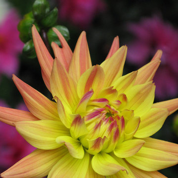 Plant Ideas & Colorful Combinations