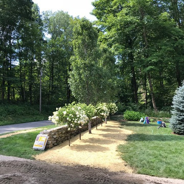 Extension of stone wall, Hornbeam trees & PeeGee Hydrangea’s