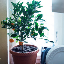 Houzz Tour: William