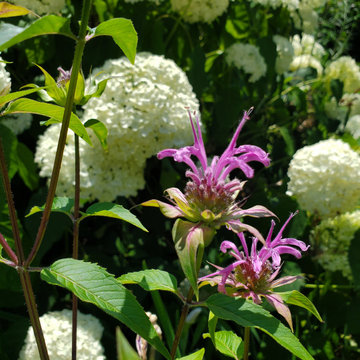 The Immersive Garden