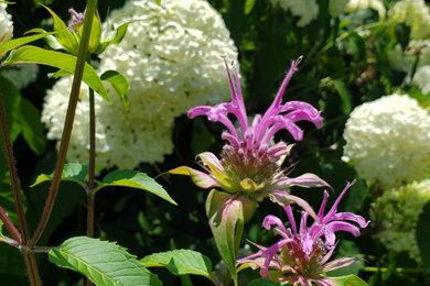 This is an example of a huge transitional backyard landscaping in Philadelphia.