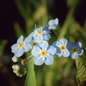 Foto von Gill Pitman