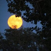 Foto von Donna M Laughlin