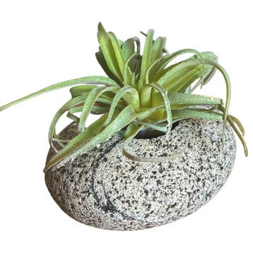 Stone Succulent Planter