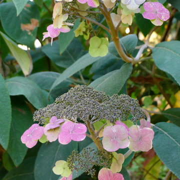 My Garden